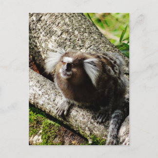 Carte Postale Faune à Rio