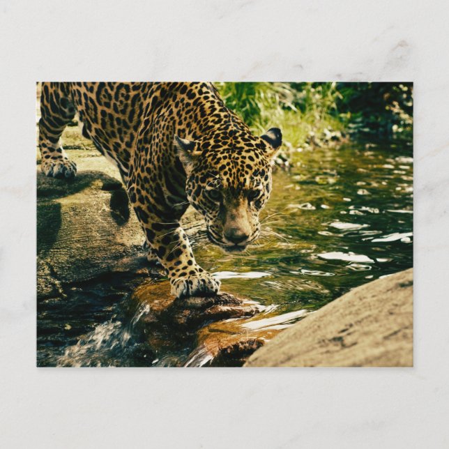 Carte Postale Faune Animaux sauvages Nature léopard (Devant)