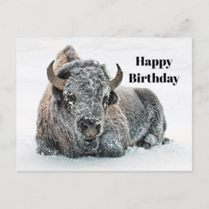 Carte Postale Faune Buffalo Photo Neige Anniversaire