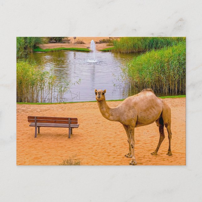 Carte Postale Faune Camel Oasis Photo (Devant)