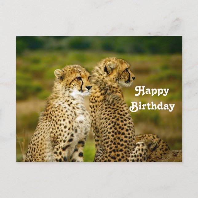 Carte Postale Faune Cheetah Photo Anniversaire (Devant)