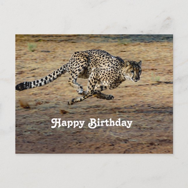Carte Postale Faune Cheetah Runtime Photo Anniversaire (Devant)