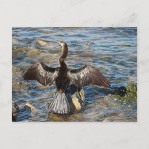Carte Postale Faune de Floride - oiseaux