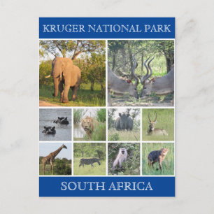 Carte Postale faune de kruger
