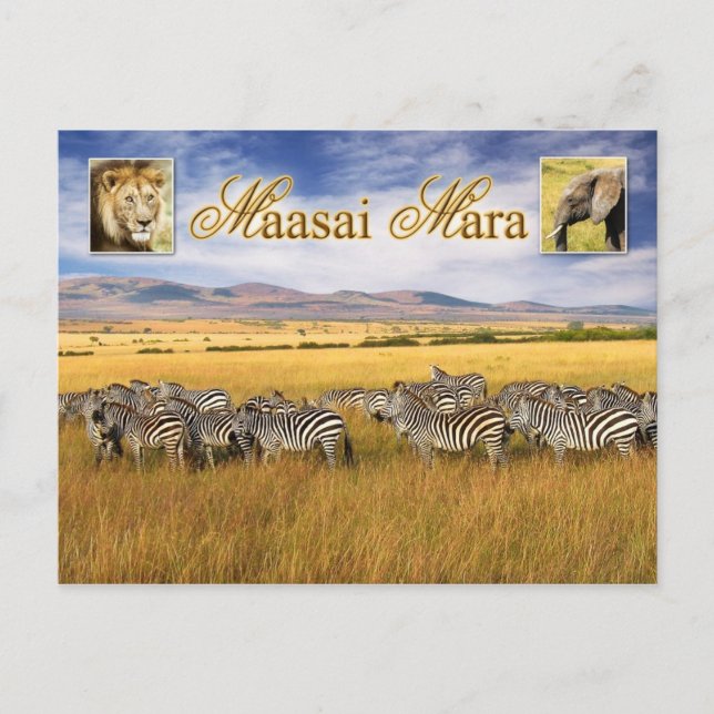 Carte Postale Faune de Massai Mara au Kenya (Devant)