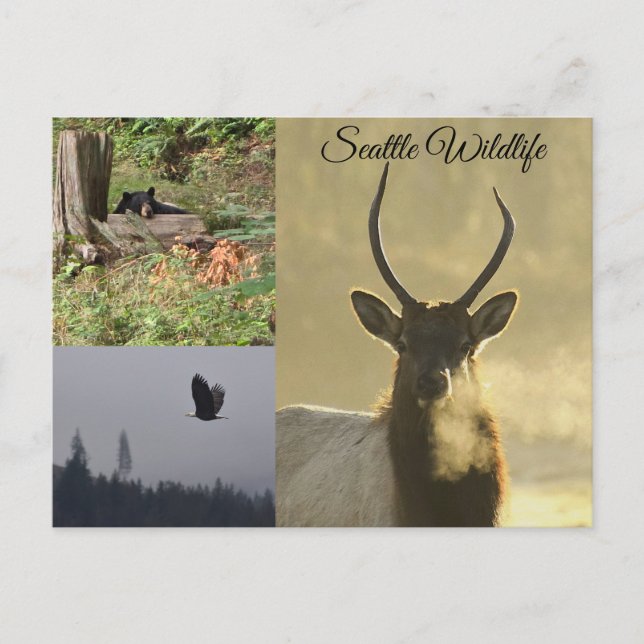 Carte Postale Faune de Seattle (Devant)