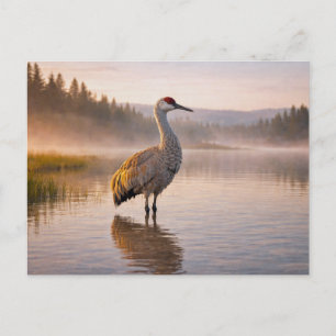 Carte Postale Faune Grue des collines Zone humide