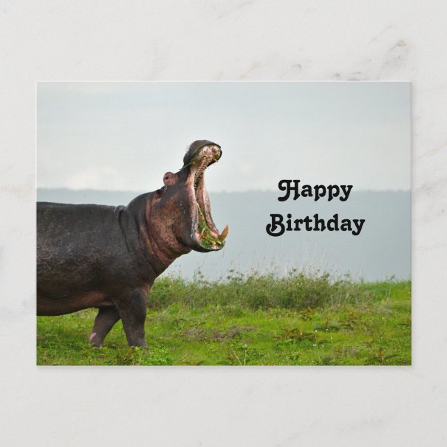 Carte Postale Faune Hippopotamus Photo Anniversaire (Devant)