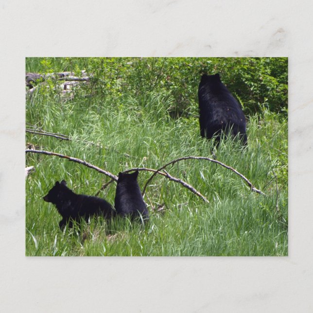 Carte postale faune ours mère et oursons (Devant)