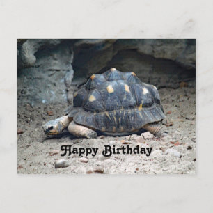 Carte Postale Faune Tortoise Reptile Photo Anniversaire
