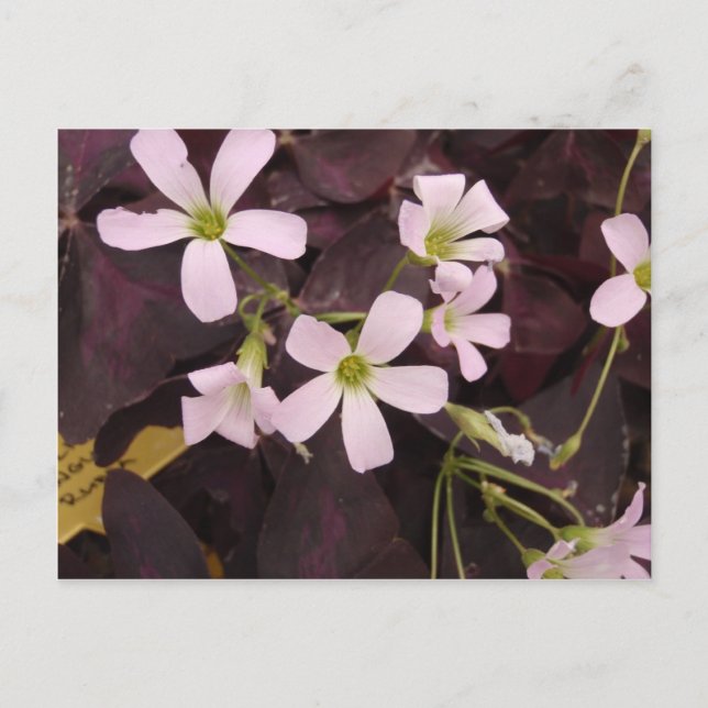 Carte Postale Faux Shamrock Oxalis Triangularis (Devant)