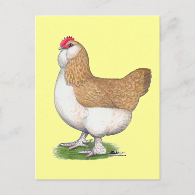 Carte Postale Faverolle Hen (Devant)