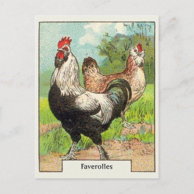 Carte Postale Faverolles vintages Poulet (Devant)