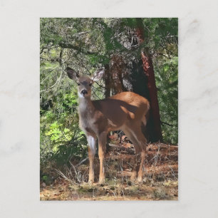 CARTE POSTALE FAWN #2