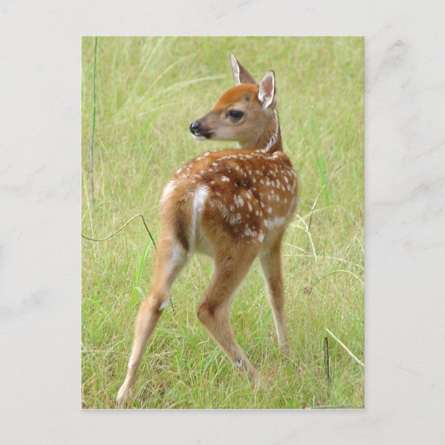 Carte postale Fawn de cerf blanc 6 (Devant)