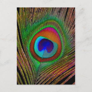 Carte Postale Feather Vibrant Copper