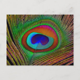 Carte Postale Feather Vibrant Copper