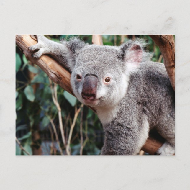 Carte Postale Featherdale Wildlife Park, Koala Bears (Devant)