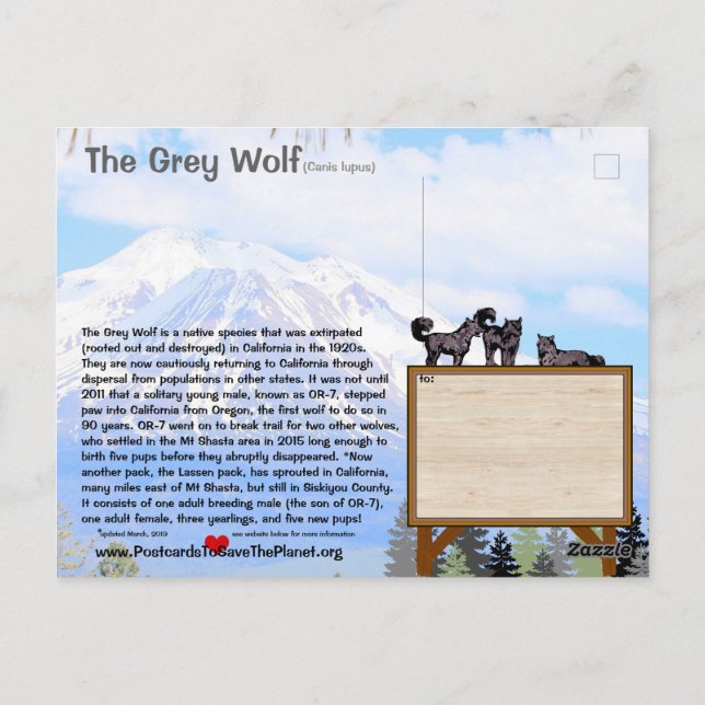 Carte Postale Feb25m-Le loup gris est en danger en Californie (Dos)