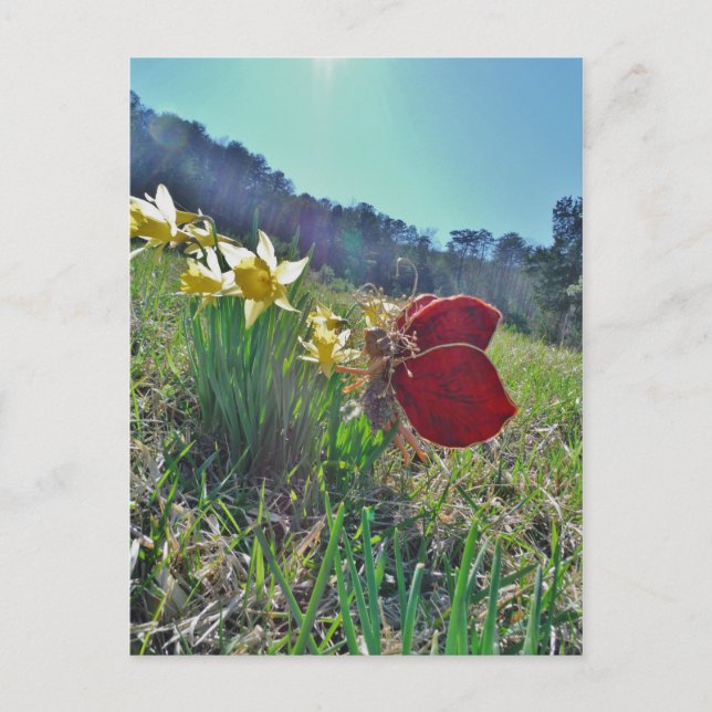 Carte Postale fée à aile rouge et jonquilles (Devant)
