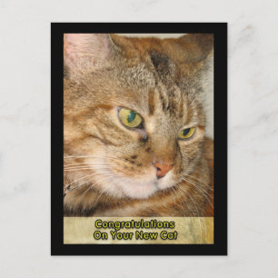 Carte Postale félicitations à votre nouveau chat
