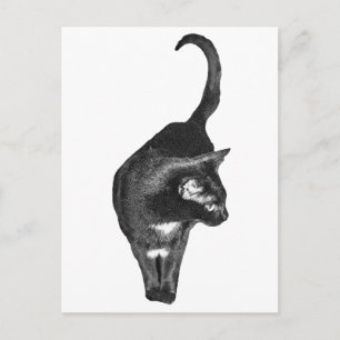 Carte Postale Félin ombré s'éclate