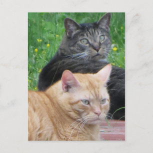 Carte Postale Feline Duo