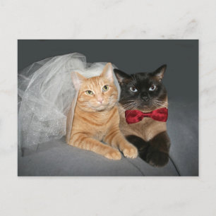 Carte Postale Feline mariée et mariée
