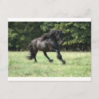 Carte Postale Fell Pony Stallion