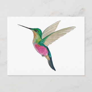 Carte Postale Female Blue-throated Starfrontlet Hummingbird