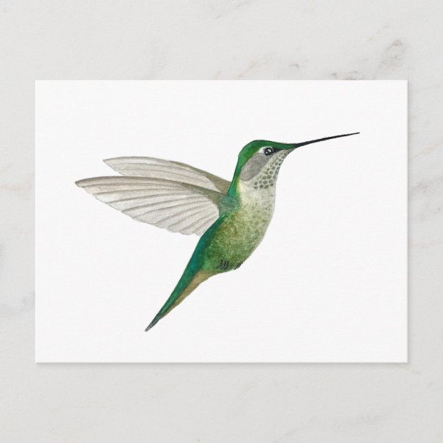 Carte Postale Female Ruby-throated Hummingbird (Devant)