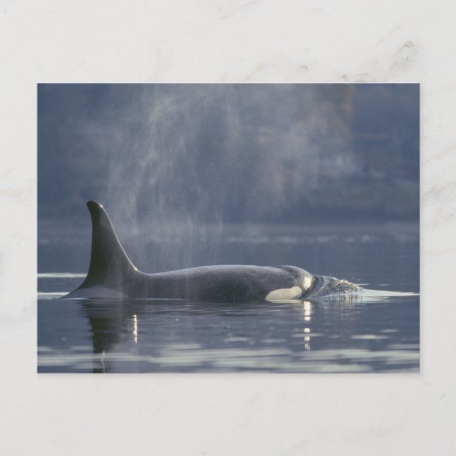 Carte Postale femelle adulte Orca Whale Orcinus Orca), Puget (Devant)