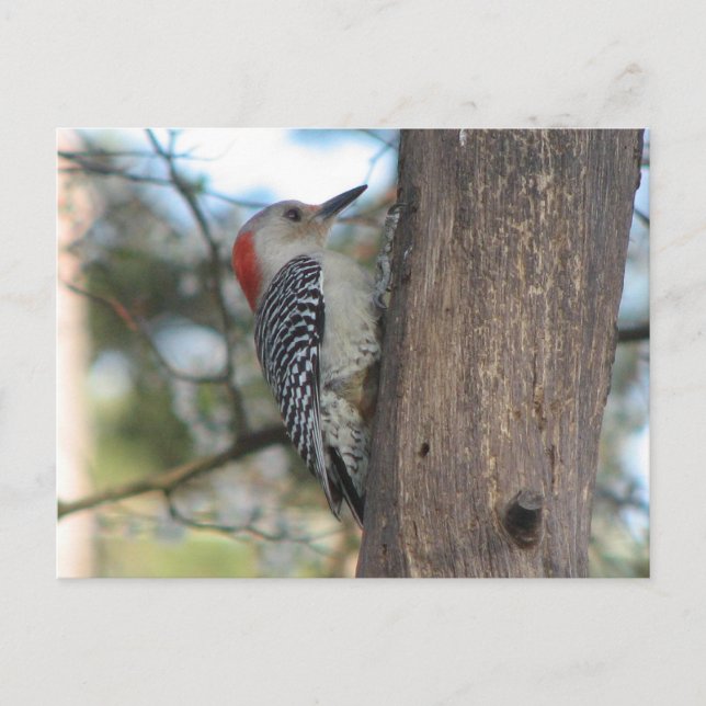 Carte postale féminine au ventre rouge (Devant)