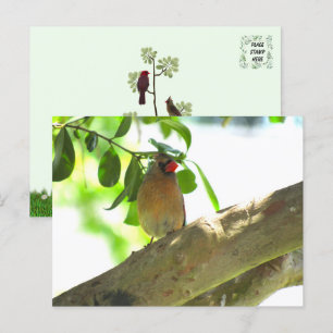 Carte Postale Femme Cardinal Jardin Bird