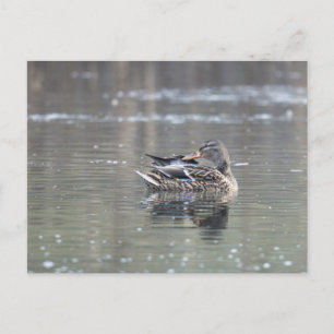 Carte Postale Femme de mallard
