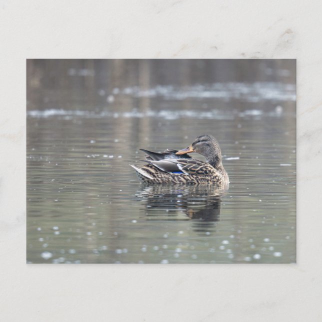 Carte Postale Femme de mallard (Devant)