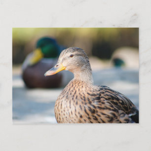 Carte Postale Femme Mallard