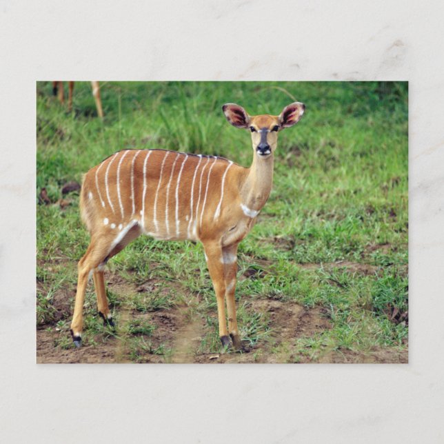 Carte Postale Femme Nyala, Hluhluwe-Umfolozi Game Reserve (Devant)