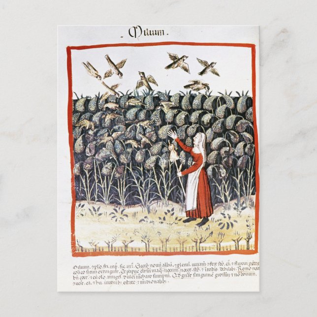 Carte Postale Femme qui protège sa culture de millet (Devant)