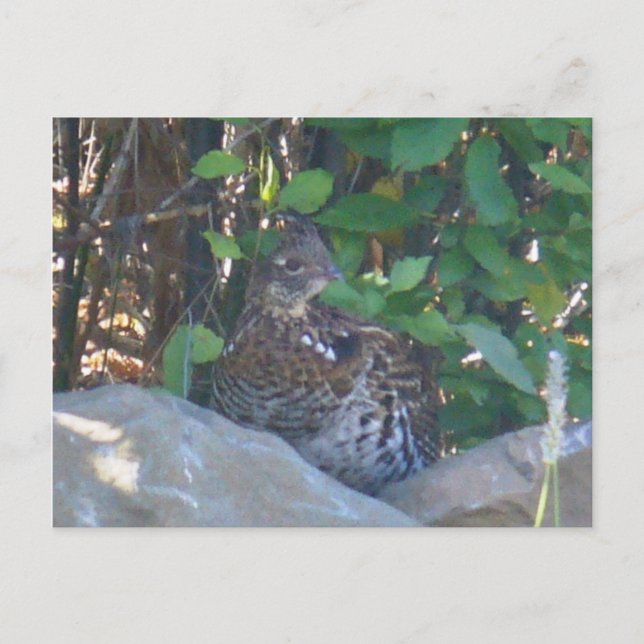 Carte postale Femme Ruffed Grouse (Devant)