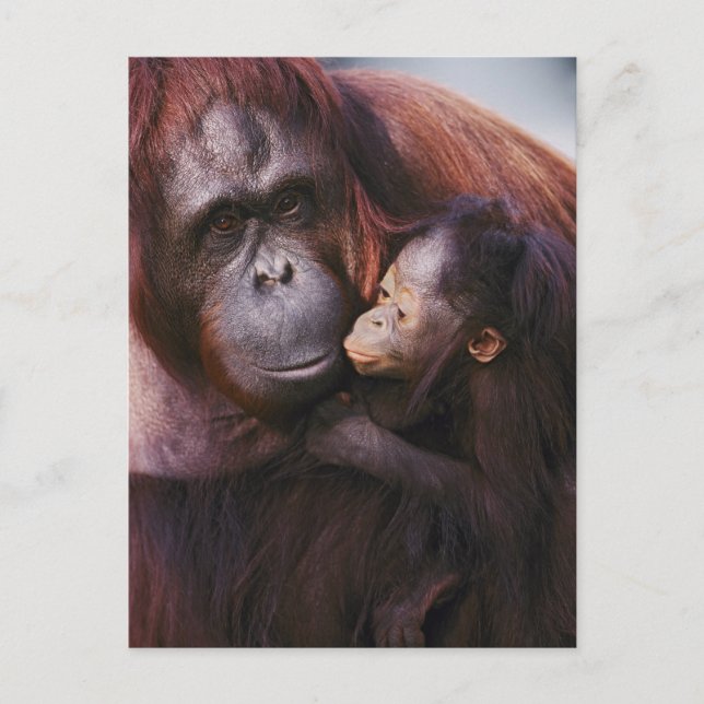 Carte Postale Femme Sumatran Orangutan avec bébé, Pongo (Devant)