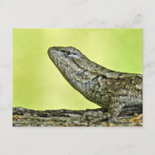 Carte postale Fence Lizard.