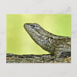 Carte postale Fence Lizard.