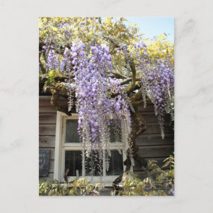 Carte Postale Fenêtre à bactéries - Fleurs à bactéries Hidcote