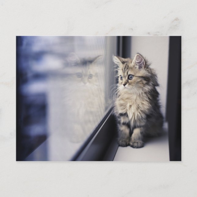 Carte Postale Fenêtre Kitten regardant vers l'extérieur (Devant)