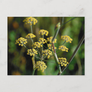 Carte Postale Fennel en floraison