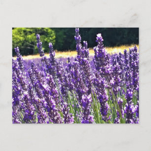 Carte Postale Ferme de lavande
