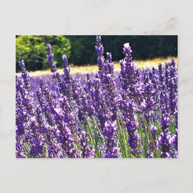 Carte Postale Ferme de lavande (Devant)
