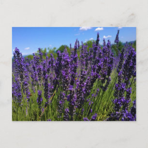 Carte Postale Ferme de Lavender