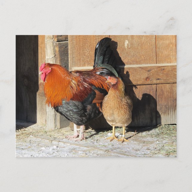 Carte Postale Ferme de poulets Coq et poule  (Devant)
